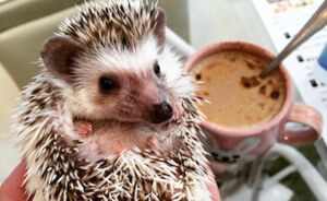 In dit café in Tokyo kun je met egeltjes knuffelen