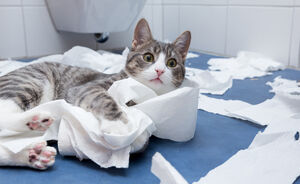 BEWEZEN! Naar kattenfilmpjes kijken is goed voor je