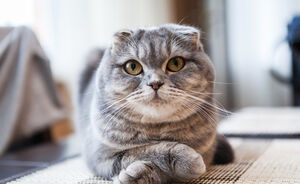 Celebs love them maar dit is waarom je nooit een Scottish Fold cat moet nemen