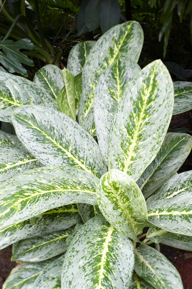 chinese evergreen