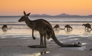 Stem en win een reis naar Australië of Nieuw-Zeeland