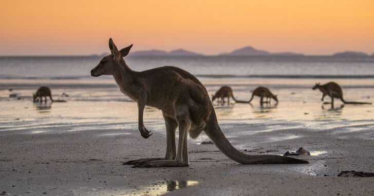 Stem en win een reis naar Australië of Nieuw-Zeeland