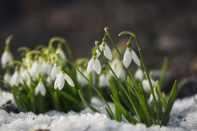 groen wintertuin