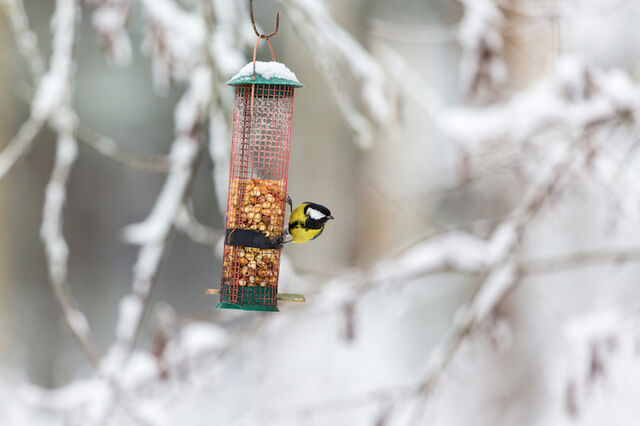 vogels voeren wintertuin