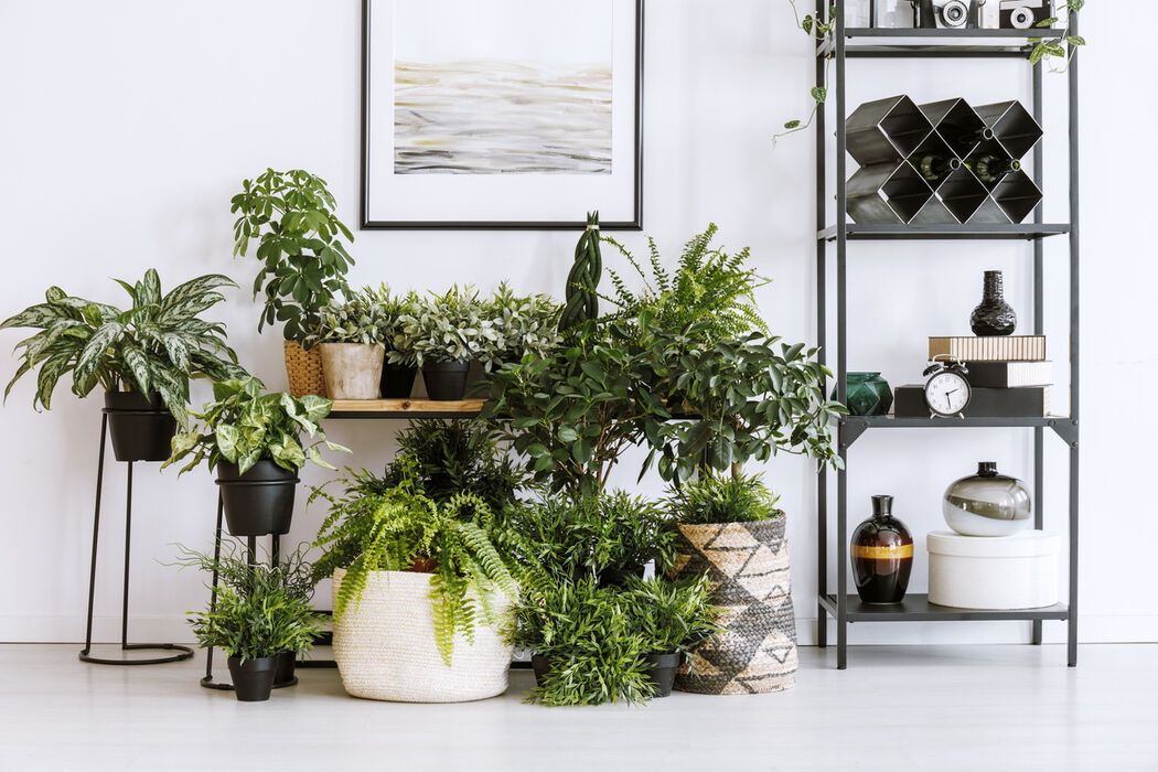 Deze planten zijn goed voor je gezondheid én je interieur  