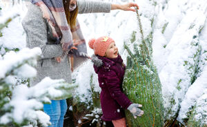 Dit zijn de beste plekjes om een kerstboom te scoren