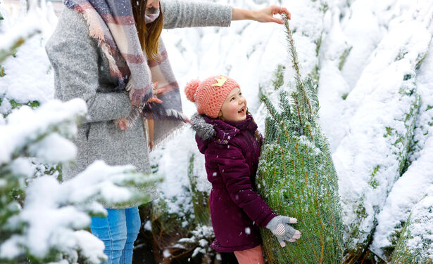 Dit zijn de beste plekjes om een kerstboom te scoren