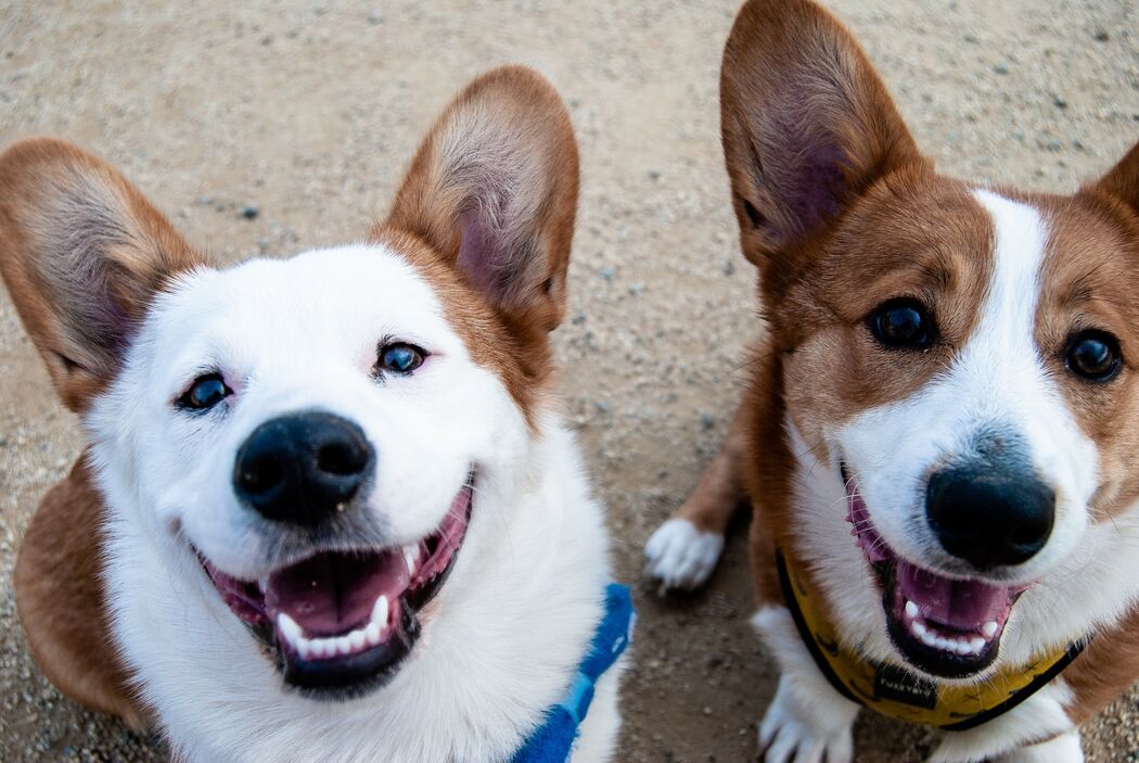 Dit is hét meest geweldige cadeau ooit voor jouw hond voor Dierendag 2021