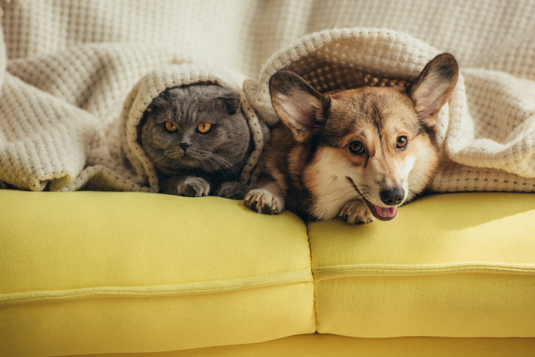 Het is bijna dierendag: dit zijn de leukste cadeaus om jouw huisdier in de watten te leggen