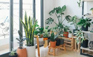 Dit is waarom je een lippenstiftplant in je interieur wilt