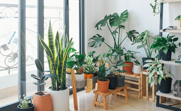 Dit is waarom je een lippenstiftplant in je interieur wilt