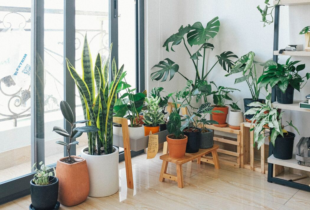 Dit is waarom je een lippenstiftplant in je interieur wilt