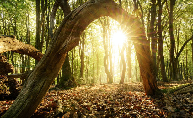 Op deze plekken in Nederland maak je de mooiste herfstwandelingen!