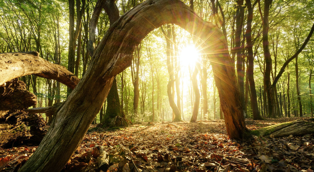 Op deze plekken in Nederland maak je de mooiste herfstwandelingen!