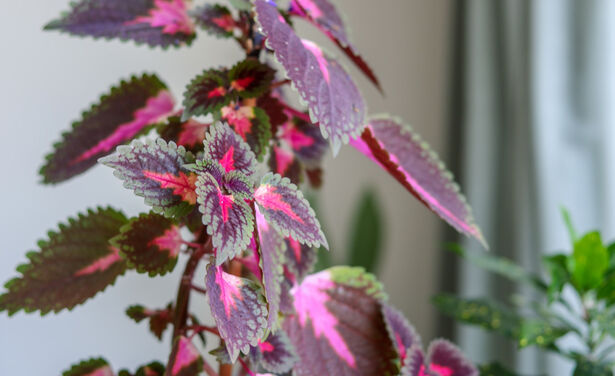 Deze roze kamerplanten wil je in huis hebben