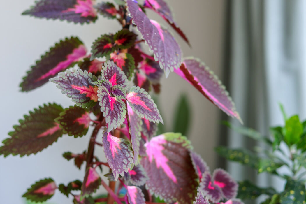 Deze roze kamerplanten wil je in huis hebben