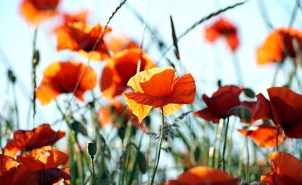 4x helende planten die je kunt vinden in Nederland